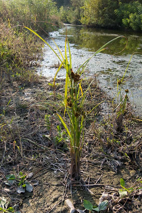 Cyperus glomeratus / Zigolo ferrugineo